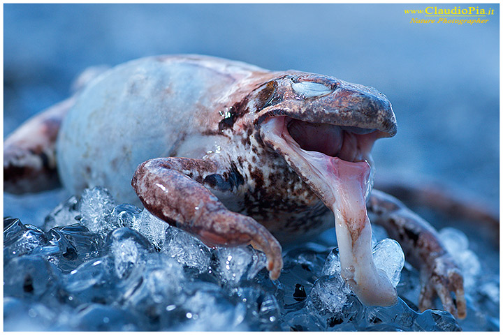 rana temporaria, rana alpina, common frog, rana_bermeja, val d Aveto, mating, deposizione uova, ovature